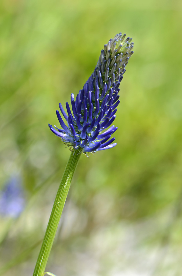 Phyteuma cfr. betonicifolium